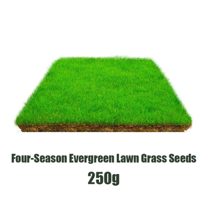 🌱  Cold-resistant. drought-resistant. pet-friendly garden grass seeds - evergreen lawn grass seeds
