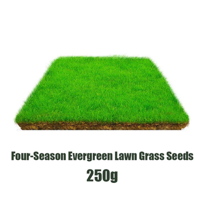 🌱  Cold-resistant. drought-resistant. pet-friendly garden grass seeds - evergreen lawn grass seeds