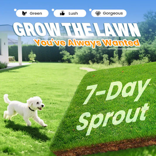 🌱  Cold-resistant. drought-resistant. pet-friendly garden grass seeds - evergreen lawn grass seeds