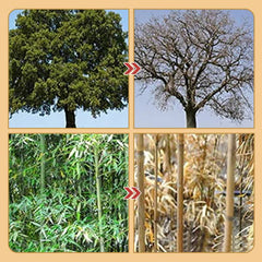 Cyclosinone Herbicide Granules