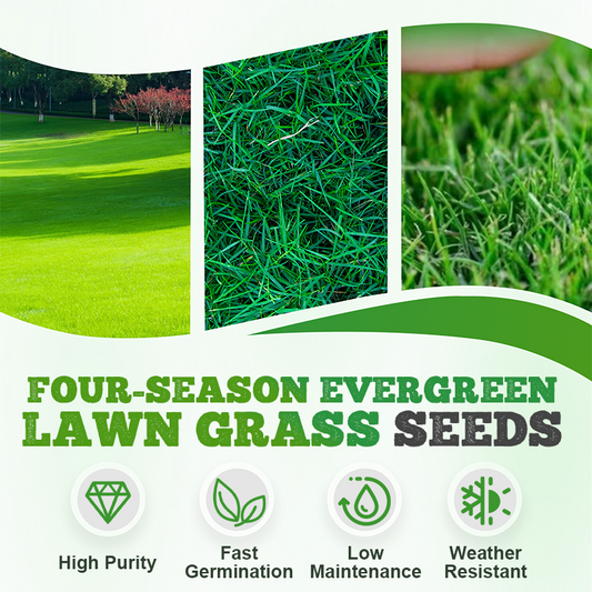 🌱  Cold-resistant. drought-resistant. pet-friendly garden grass seeds - evergreen lawn grass seeds