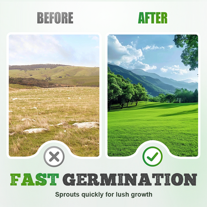 🌱  Cold-resistant. drought-resistant. pet-friendly garden grass seeds - evergreen lawn grass seeds