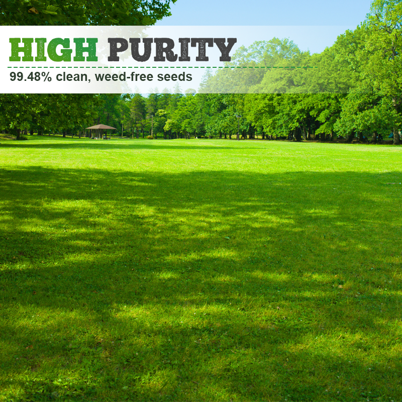 🌱  Cold-resistant. drought-resistant. pet-friendly garden grass seeds - evergreen lawn grass seeds