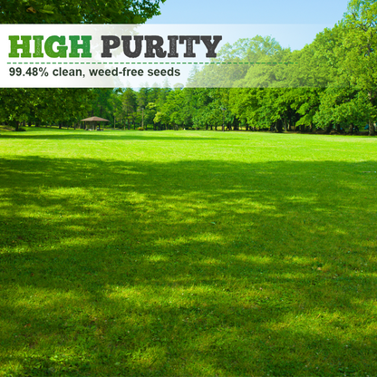 🌱  Cold-resistant. drought-resistant. pet-friendly garden grass seeds - evergreen lawn grass seeds
