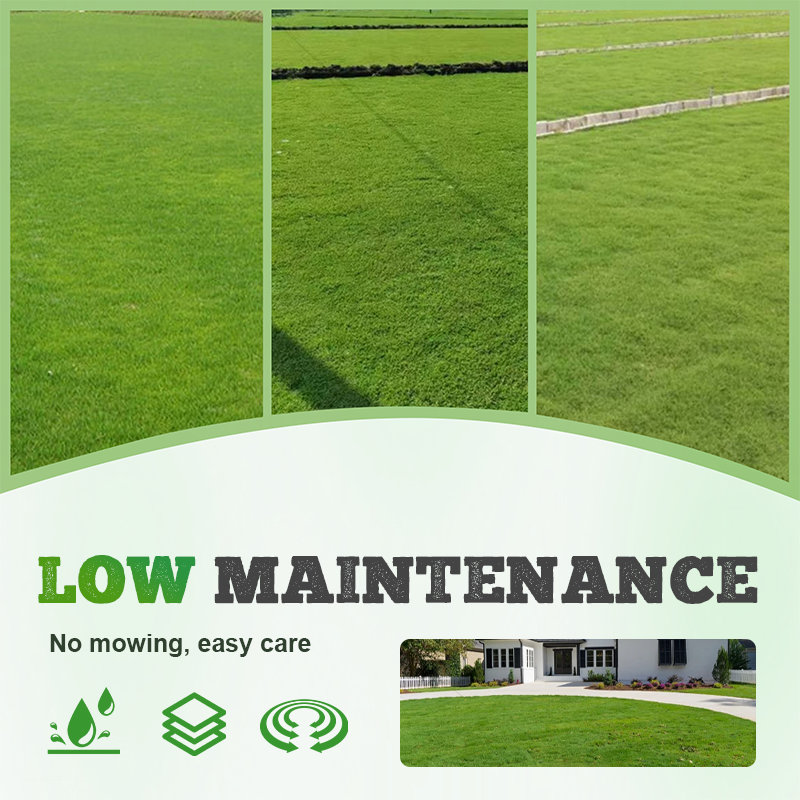 🌱  Cold-resistant. drought-resistant. pet-friendly garden grass seeds - evergreen lawn grass seeds