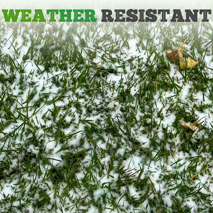 🌱  Cold-resistant. drought-resistant. pet-friendly garden grass seeds - evergreen lawn grass seeds