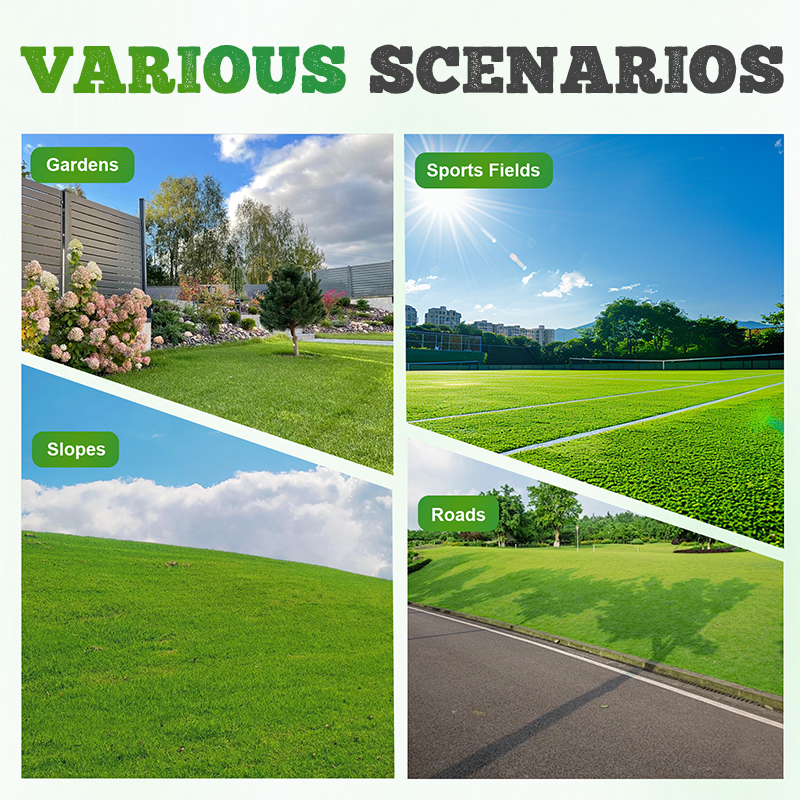 🌱  Cold-resistant. drought-resistant. pet-friendly garden grass seeds - evergreen lawn grass seeds